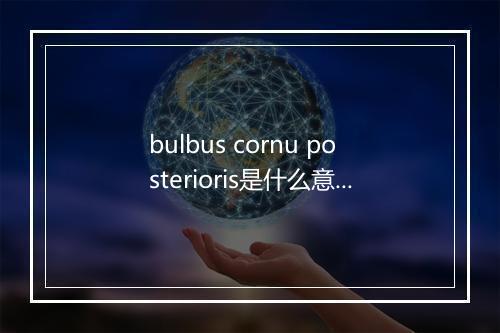 bulbus cornu posterioris是什么意思