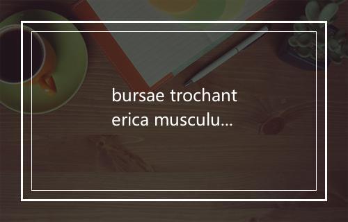 bursae trochanterica musculus glutaei maximi是什么意思