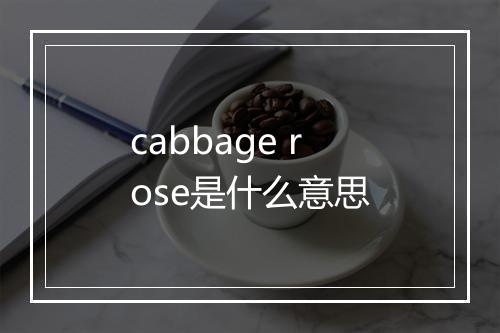 cabbage rose是什么意思