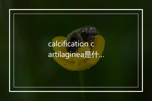 calcification cartilaginea是什么意思