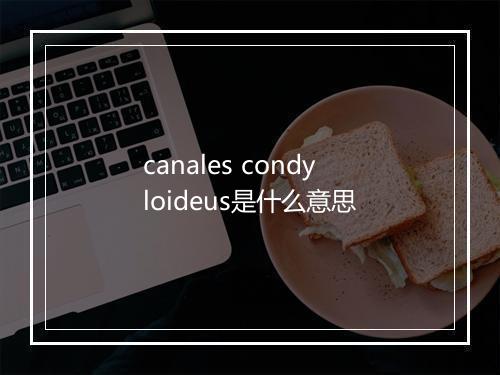 canales condyloideus是什么意思