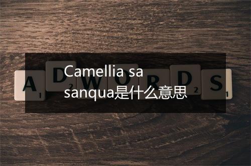 Camellia sasanqua是什么意思