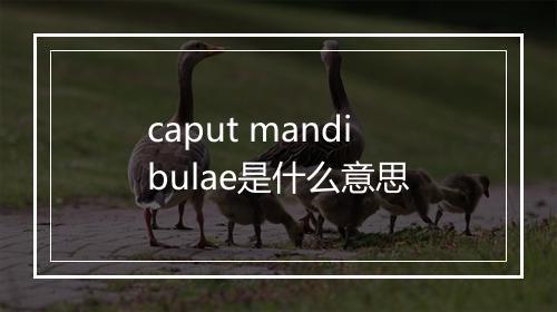 caput mandibulae是什么意思