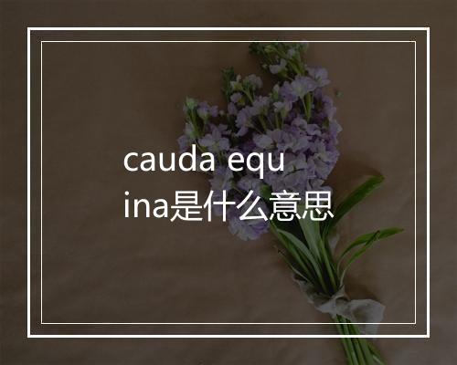 cauda equina是什么意思