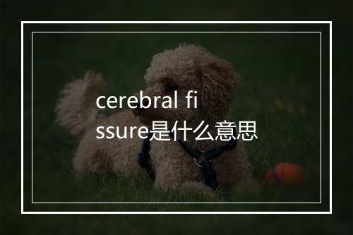 cerebral fissure是什么意思