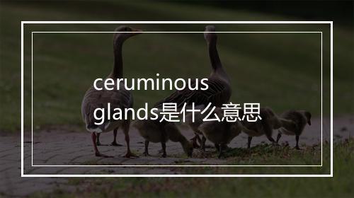 ceruminous glands是什么意思