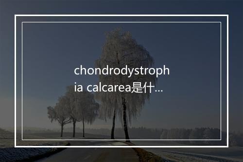 chondrodystrophia calcarea是什么意思