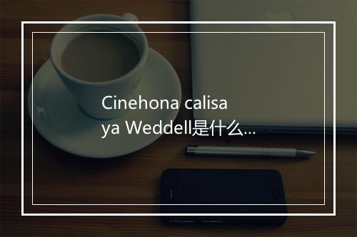 Cinehona calisaya Weddell是什么意思