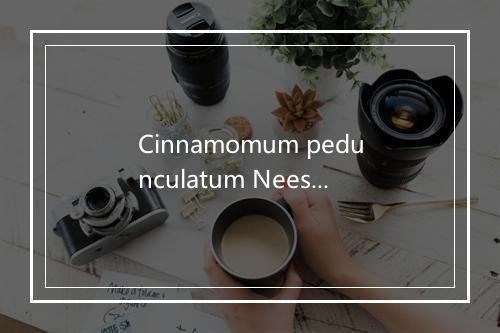 Cinnamomum pedunculatum Nees是什么意思