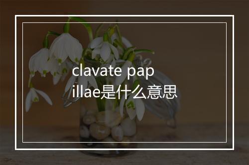 clavate papillae是什么意思