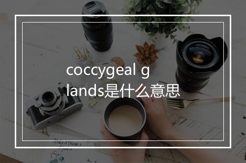 coccygeal glands是什么意思