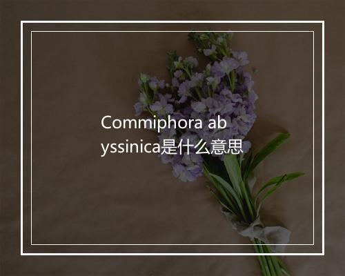 Commiphora abyssinica是什么意思