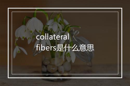 collateral fibers是什么意思