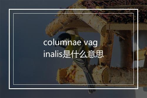 columnae vaginalis是什么意思