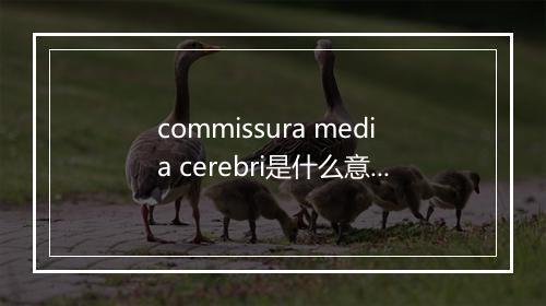 commissura media cerebri是什么意思