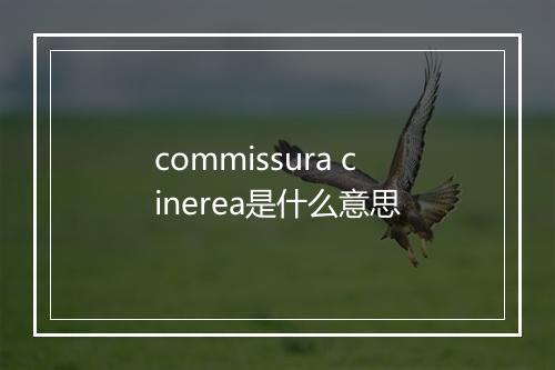 commissura cinerea是什么意思