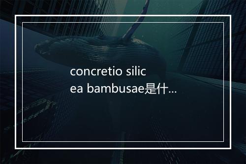 concretio silicea bambusae是什么意思