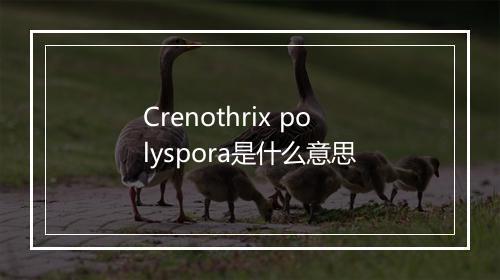 Crenothrix polyspora是什么意思