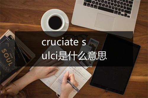 cruciate sulci是什么意思