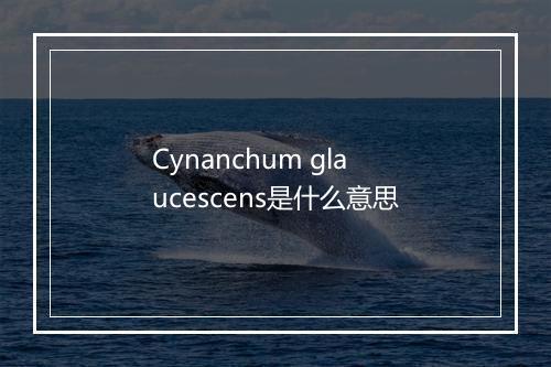 Cynanchum glaucescens是什么意思