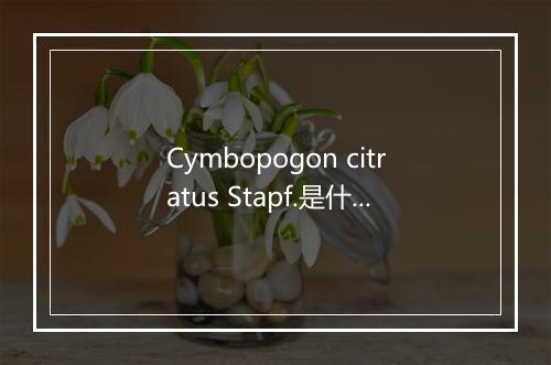 Cymbopogon citratus Stapf.是什么意思